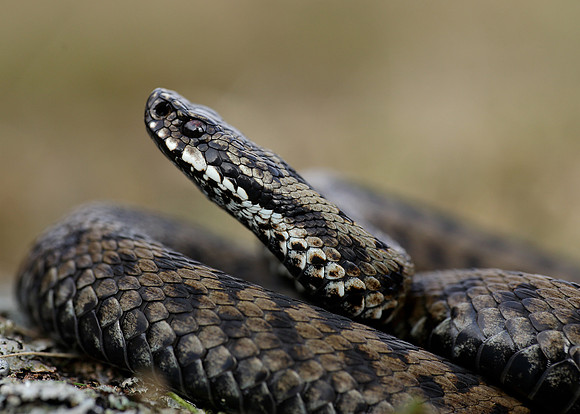 Adder Vipera berus