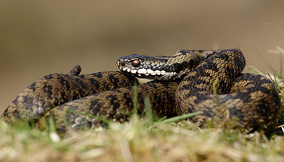 Adder Vipera berus