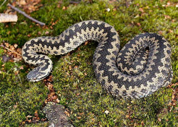 Adder Vipera berus
