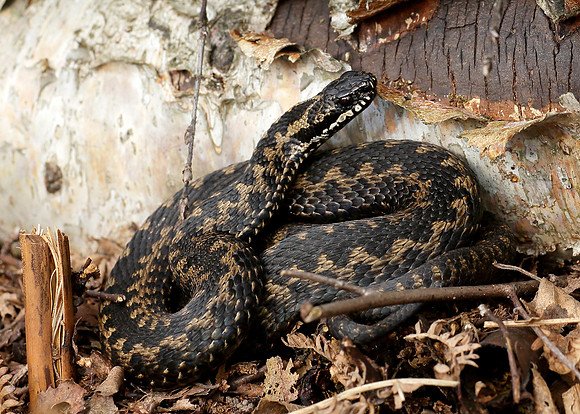 Adder Vipera berus
