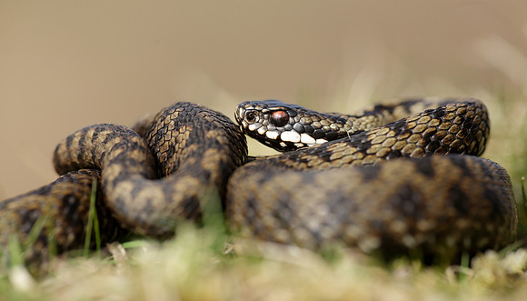Adder Vipera berus
