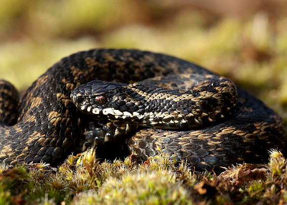 Adder Vipera berus