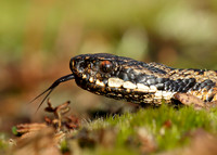Adder Vipera berus
