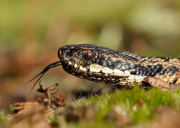 Adder Vipera berus