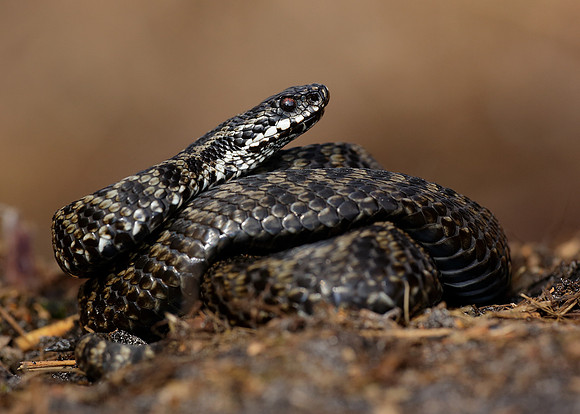 Adder Vipera berus