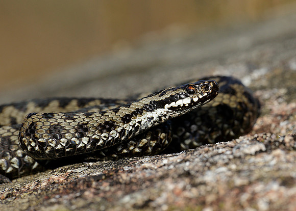 Adder Vipera berus