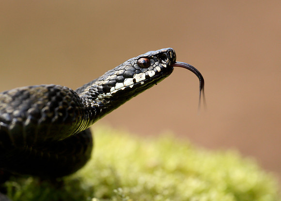 Adder Vipera berus