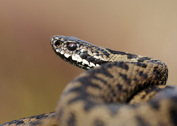 Adder Vipera berus