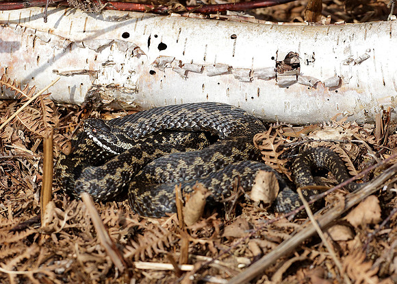 Adder Vipera berus