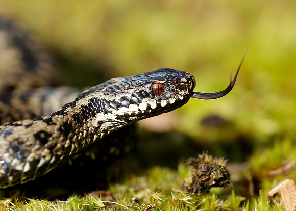 Adder Vipera berus