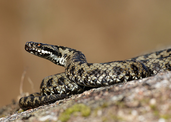Adder Vipera berus