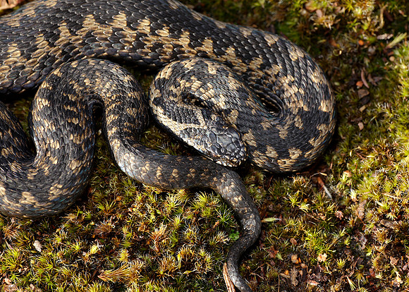 Adder Vipera berus