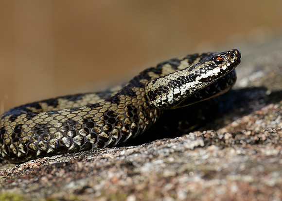 Adder Vipera berus