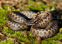 Adder Vipera berus