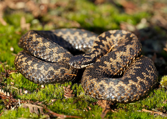 Adder Vipera berus