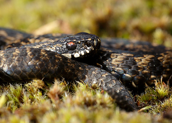 Adder Vipera berus