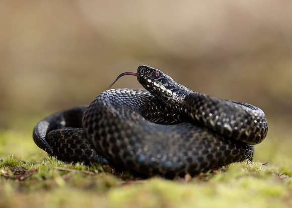 Adder Vipera berus
