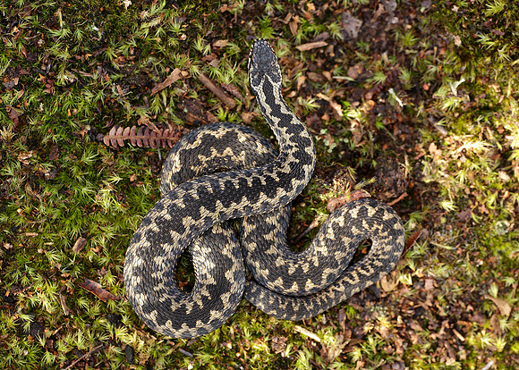 Adder Vipera berus