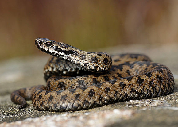 Adder Vipera berus