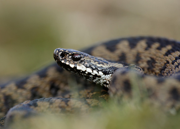 Adder Vipera berus