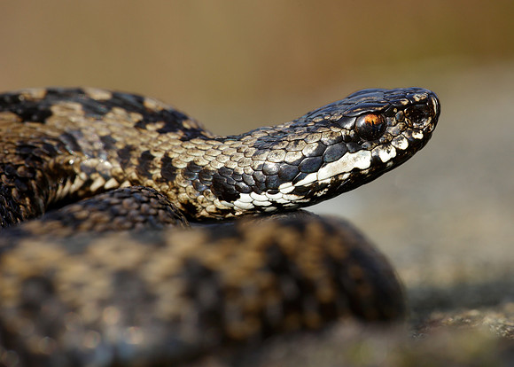 Adder Vipera berus