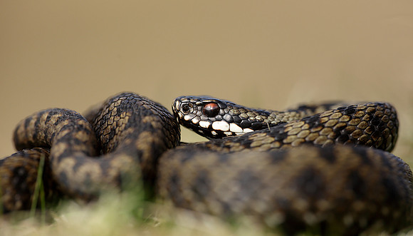 Adder Vipera berus