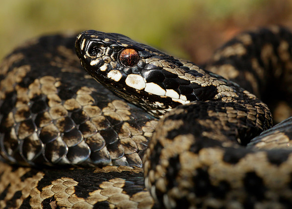 Adder Vipera berus