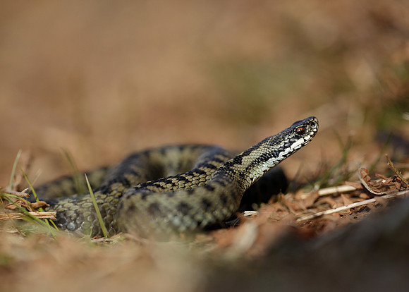 Adder Vipera berus