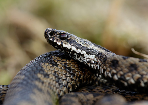 Adder Vipera berus