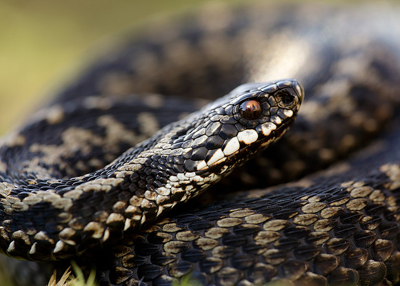 Adder Vipera berus