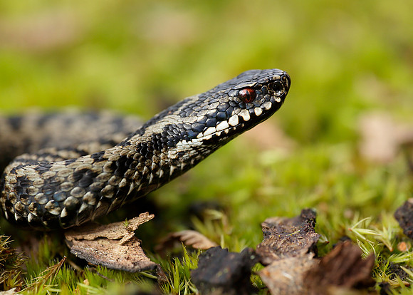Adder Vipera berus