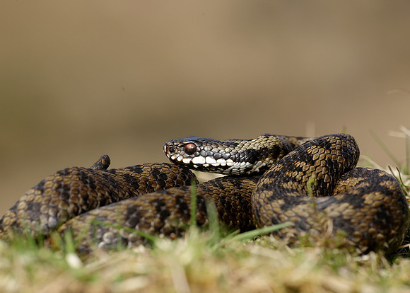 Adder Vipera berus