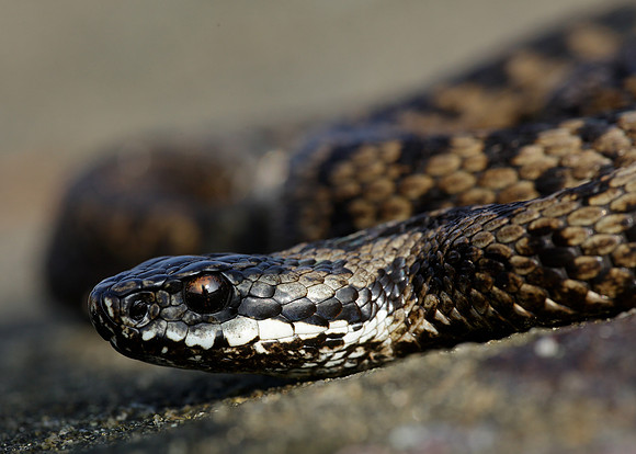 Adder Vipera berus
