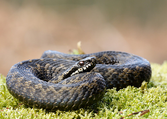 Adder Vipera berus