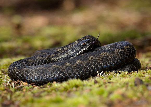 Adder Vipera berus