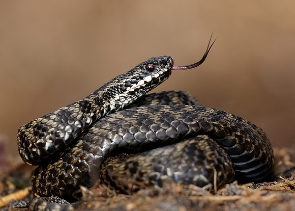 Adder Vipera berus