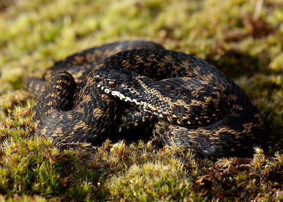Adder Vipera berus