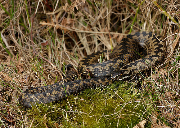Adder Vipera berus