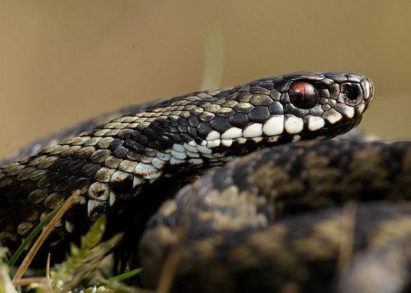 Adder Vipera berus