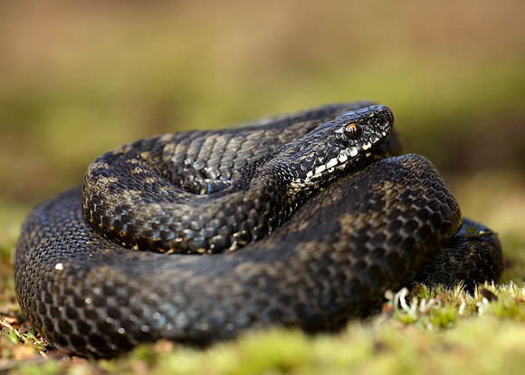 Adder Vipera berus