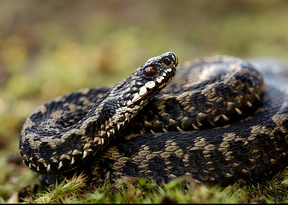 Adder Vipera berus