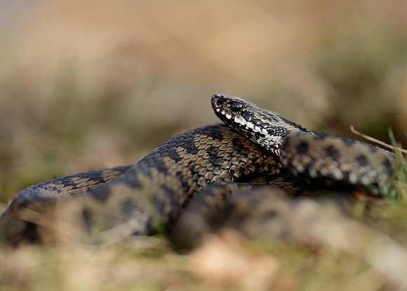 Adder Vipera berus