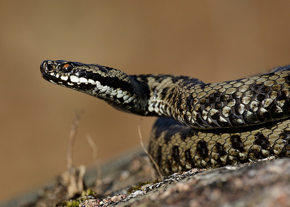 Adder Vipera berus