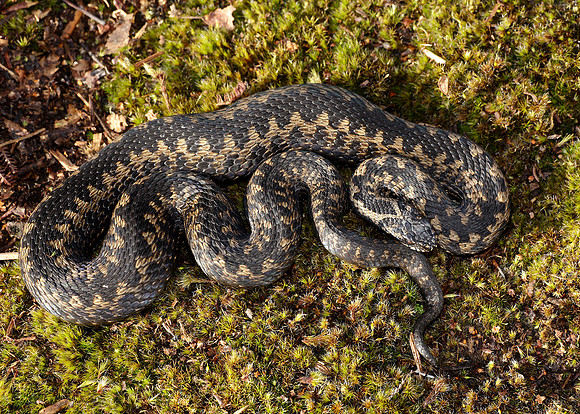 Adder Vipera berus