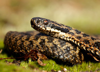 Adder Vipera berus