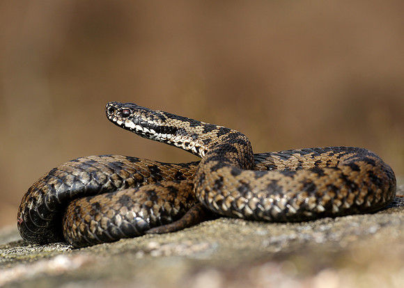 Adder Vipera berus