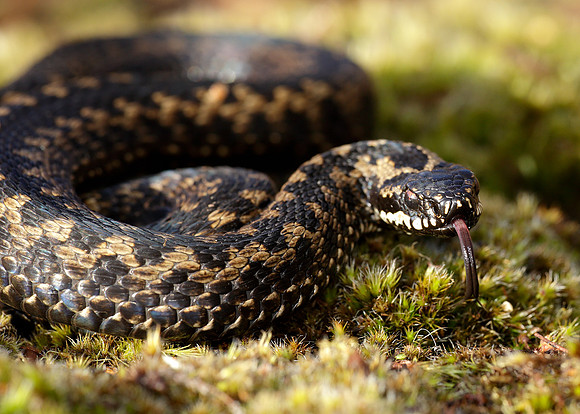 Adder Vipera berus