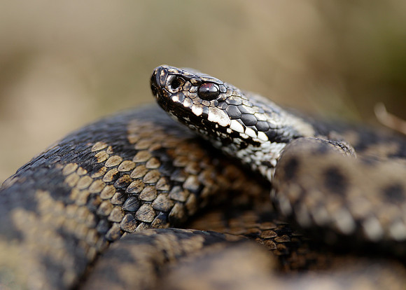 Adder Vipera berus
