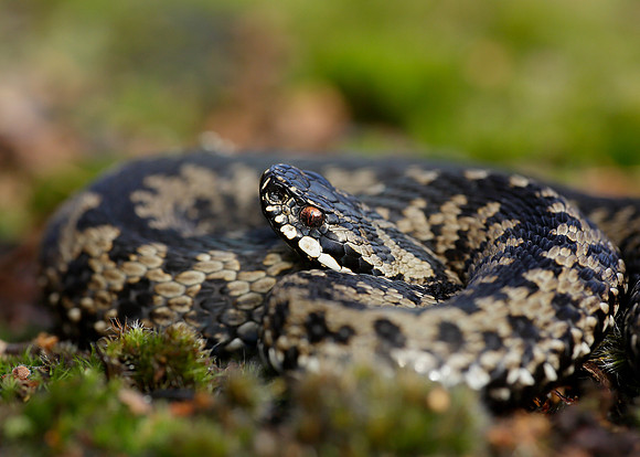 Adder Vipera berus