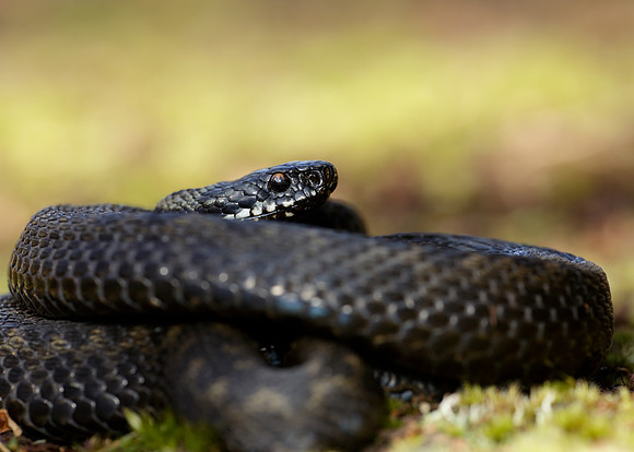 Adder Vipera berus